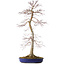 Acer palmatum, 75 cm, ± 20 años, con un nebari de 11 cm