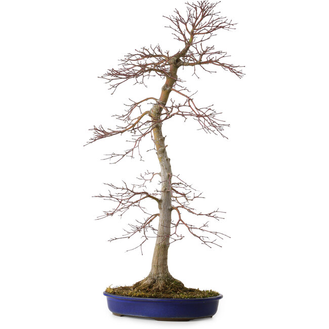 Acer palmatum, 75 cm, ± 20 years old, with a nebari of 11 cm