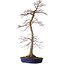 Acer palmatum, 75 cm, ± 20 years old, with a nebari of 11 cm