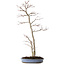 Acer palmatum, 83 cm, ± 25 años, en una maceta japonesa hecha a mano por Shuhou, con un nebari de 11 cm.