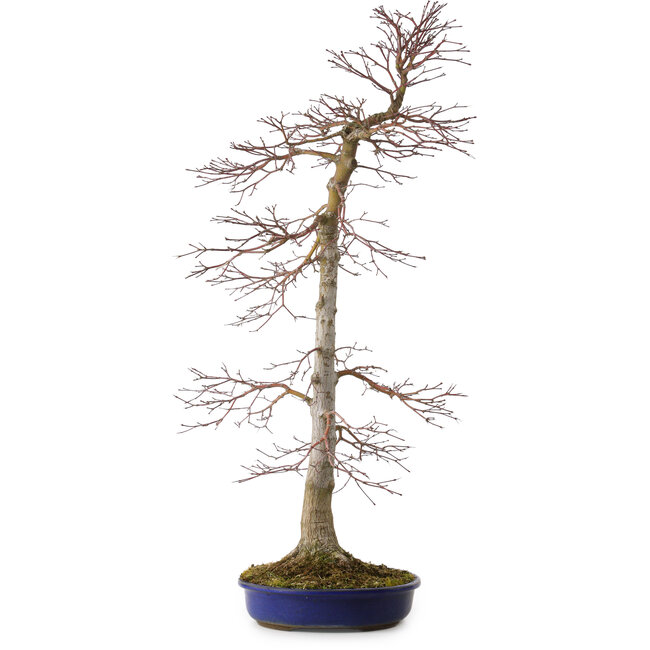 Acer palmatum, 75 cm, ± 20 jaar oud, met een nebari van 11 cm