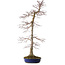 Acer palmatum, 75 cm, ± 20 years old, with a nebari of 11 cm