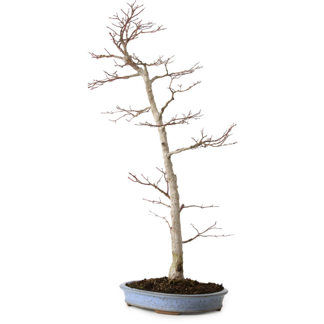 Acer palmatum, 83 cm, ± 25 ans, dans un pot japonais fait main par Shuhou, avec un nebari de 11 cm