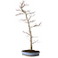 Acer palmatum, 83 cm, ± 25 ans, dans un pot japonais fait main par Shuhou, avec un nebari de 11 cm