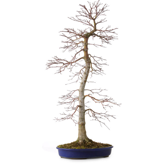 Acer palmatum, 75 cm, ± 20 anni, con nebari di 11 cm
