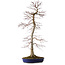 Acer palmatum, 75 cm, ± 20 años, con un nebari de 11 cm