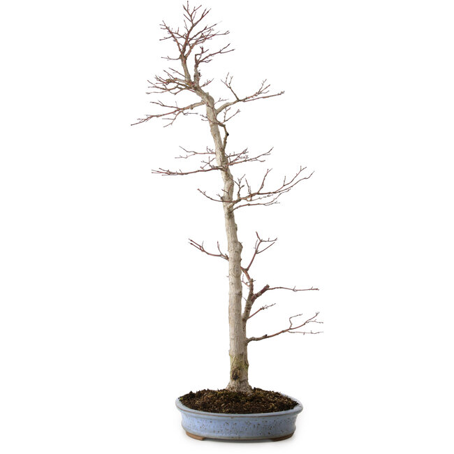 Acer palmatum, 83 cm, ± 25 anni, in vaso giapponese fatto a mano da Shuhou, con nebari di 11 cm