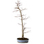 Acer palmatum, 83 cm, ± 25 ans, dans un pot japonais fait main par Shuhou, avec un nebari de 11 cm