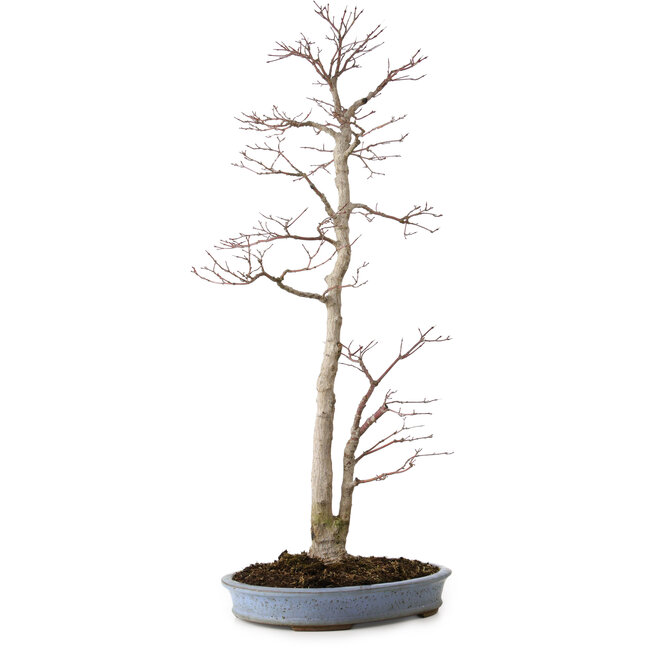 Acer palmatum, 83 cm, ± 25 ans, dans un pot japonais fait main par Shuhou, avec un nebari de 11 cm