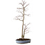Acer palmatum, 83 cm, ± 25 jaar oud, in een handgemaakte Japanse pot van Shuhou, met een nebari van 11 cm.