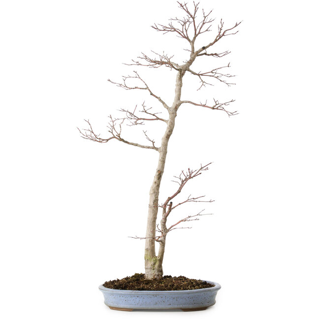 Acer palmatum, 83 cm, ± 25 ans, dans un pot japonais fait main par Shuhou, avec un nebari de 11 cm