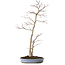 Acer palmatum, 83 cm, ± 25 anni, in vaso giapponese fatto a mano da Shuhou, con nebari di 11 cm