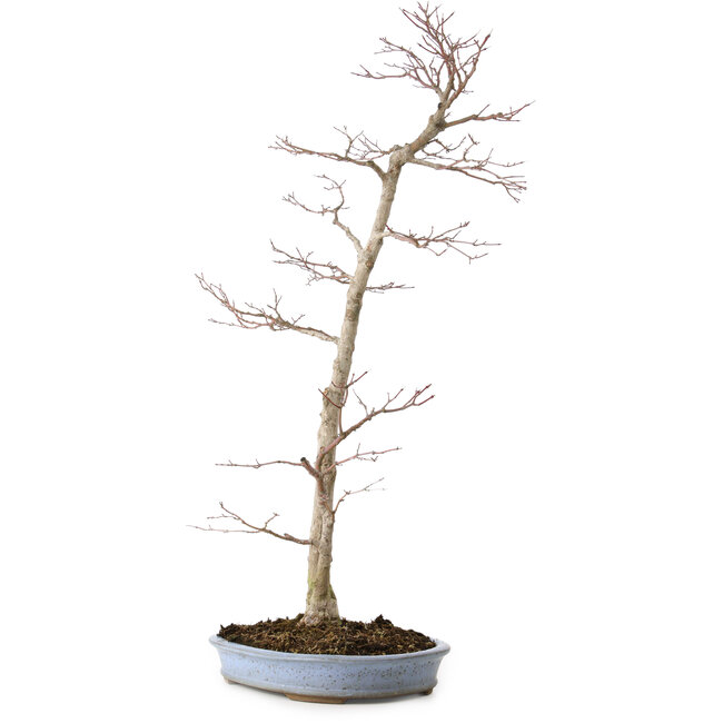 Acer palmatum, 83 cm, ± 25 jaar oud, in een handgemaakte Japanse pot van Shuhou, met een nebari van 11 cm.