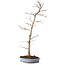 Acer palmatum, 83 cm, ± 25 años, en una maceta japonesa hecha a mano por Shuhou, con un nebari de 11 cm.