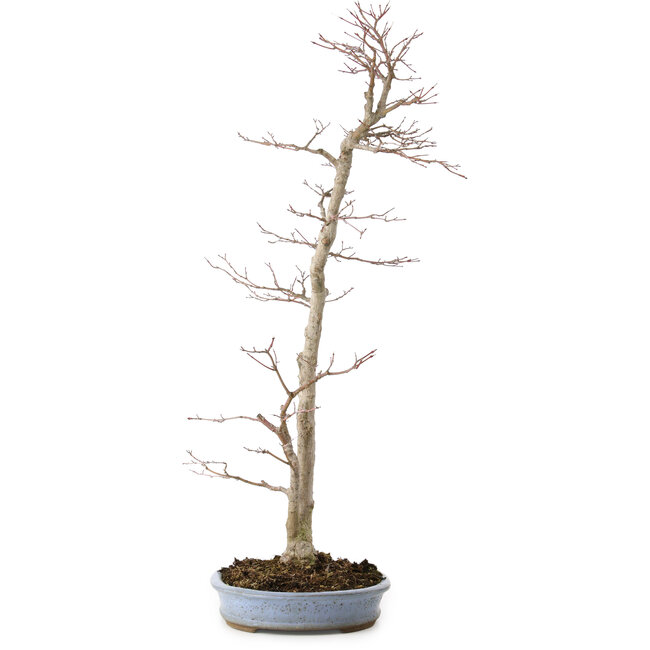 Acer palmatum, 83 cm, ± 25 jaar oud, in een handgemaakte Japanse pot van Shuhou, met een nebari van 11 cm.