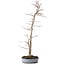 Acer palmatum, 83 cm, ± 25 jaar oud, in een handgemaakte Japanse pot van Shuhou, met een nebari van 11 cm.