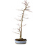 Acer palmatum, 83 cm, ca. 25 Jahre alt, in einem handgefertigten japanischen Topf von Shuhou, mit einem Nebari von 11 cm