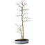Acer palmatum, 83 cm, ± 25 jaar oud, in een handgemaakte Japanse pot van Shuhou, met een nebari van 11 cm.