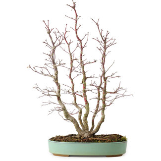 Acer palmatum, 49 cm, ± 15 ans