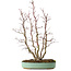 Acer palmatum, 49 cm, ± 15 ans, avec un nebari de 10 cm