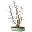 Acer palmatum, 49 cm, ± 15 Jahre alt, mit einem Wurzelhals von 10 cm