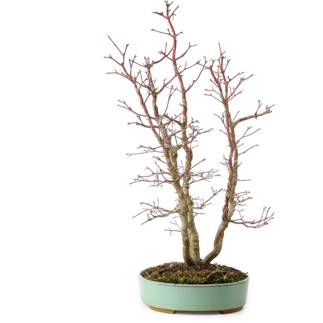 Acer palmatum, 49 cm, ± 15 anni, con nebari di 10 cm