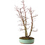 Acer palmatum, 49 cm, ± 15 años, con un nebari de 10 cm