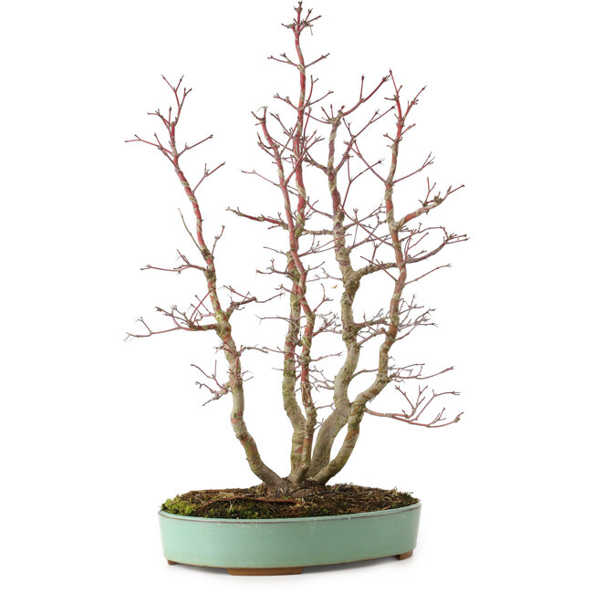 Acer palmatum, 49 cm, ± 15 Jahre alt, mit einem Wurzelhals von 10 cm