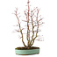 Acer palmatum, 49 cm, ± 15 años, con un nebari de 10 cm