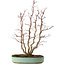 Acer palmatum, 49 cm, ± 15 anni, con nebari di 10 cm