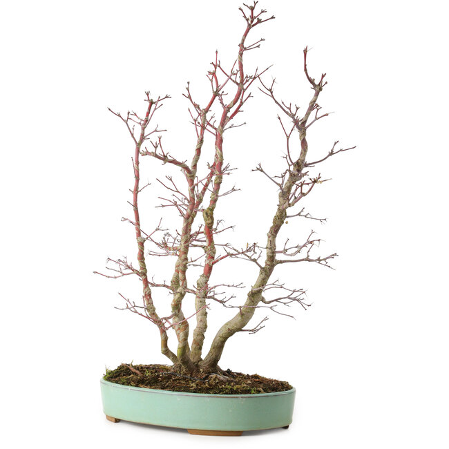 Acer palmatum, 49 cm, ± 15 Jahre alt, mit einem Wurzelhals von 10 cm