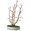 Acer palmatum, 49 cm, ± 15 Jahre alt, mit einem Wurzelhals von 10 cm