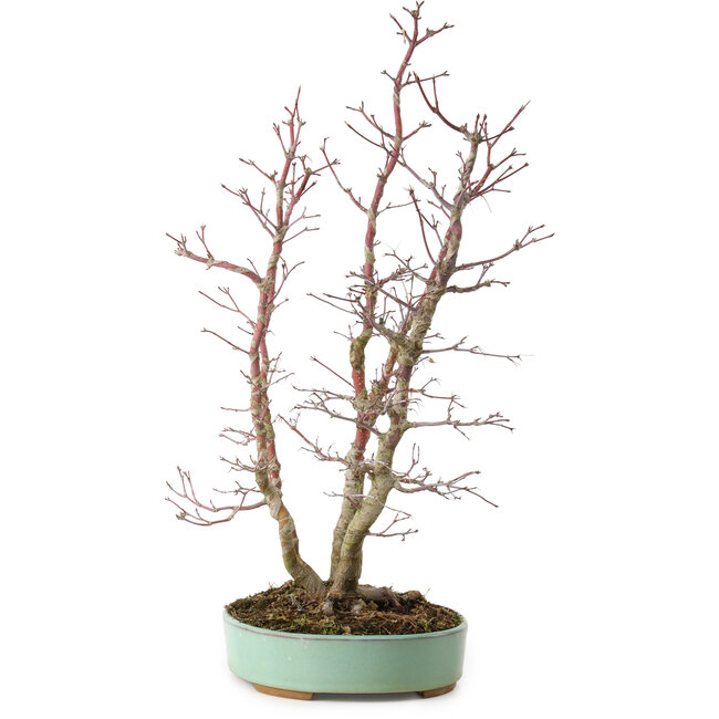 Acer palmatum, 49 cm, ± 15 años, con un nebari de 10 cm