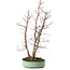 Acer palmatum, 49 cm, ± 15 años, con un nebari de 10 cm