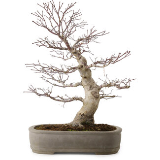 Acer palmatum, 45 cm, ± 20 ans
