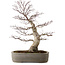 Acer palmatum, 45 cm, ± 20 anni, con nebari di 15 cm