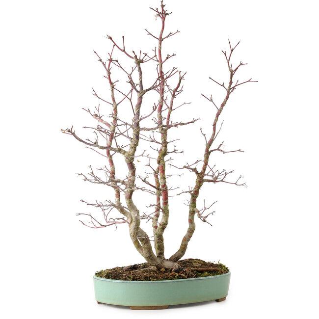 Acer palmatum, 49 cm, ± 15 ans, avec un nebari de 10 cm