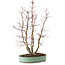 Acer palmatum, 49 cm, ± 15 Jahre alt, mit einem Wurzelhals von 10 cm