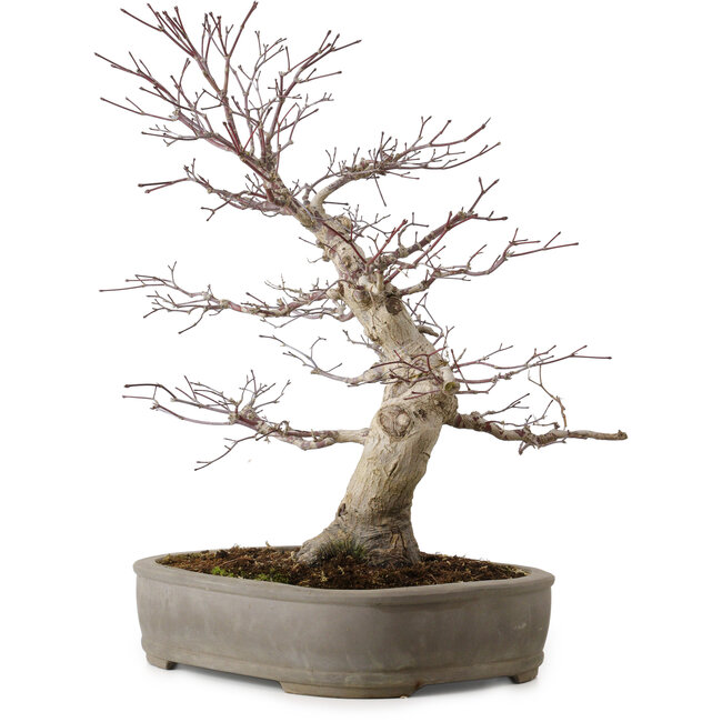 Acer palmatum, 45 cm, ± 20 años, con un nebari de 15 cm