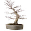 Acer palmatum, 45 cm, ± 20 ans, avec un nebari de 15 cm