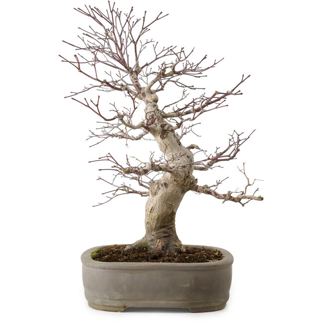 Acer palmatum, 45 cm, ± 20 years old, with a nebari of 15 cm