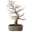 Acer palmatum, 45 cm, ± 20 years old, with a nebari of 15 cm