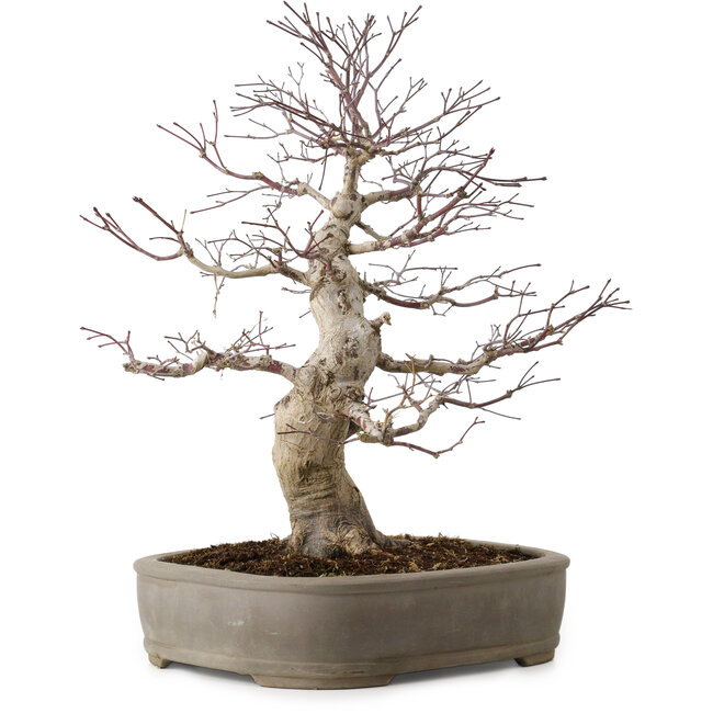 Acer palmatum, 45 cm, ca. 20 Jahre alt, mit einem Wurzelhals von 15 cm