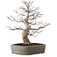 Acer palmatum, 45 cm, ± 20 años, con un nebari de 15 cm
