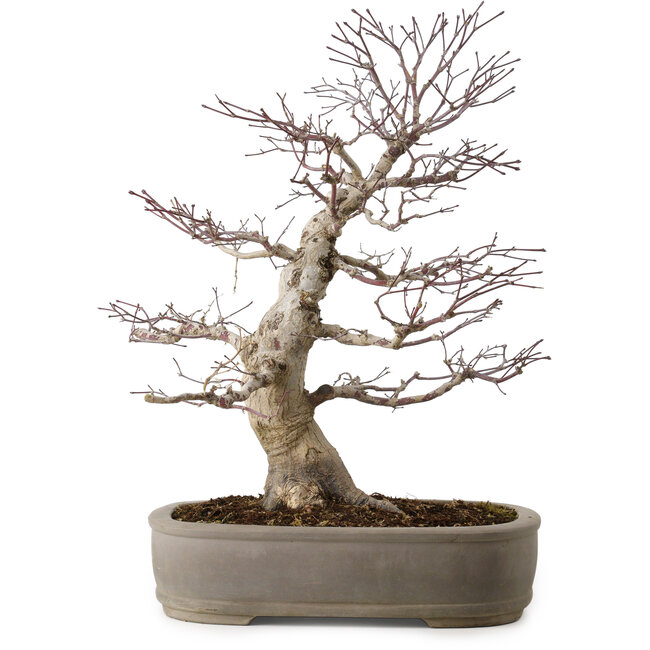 Acer palmatum, 45 cm, ca. 20 Jahre alt, mit einem Wurzelhals von 15 cm
