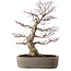 Acer palmatum, 45 cm, ± 20 years old, with a nebari of 15 cm