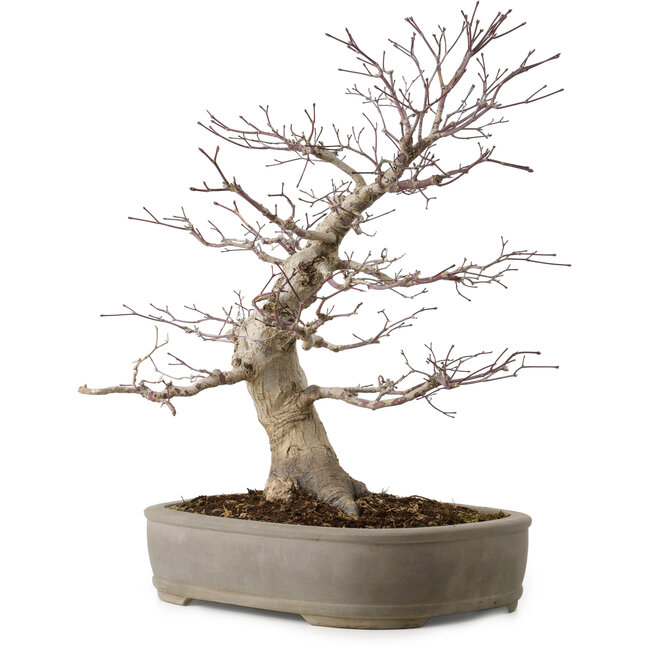 Acer palmatum, 45 cm, ± 20 ans, avec un nebari de 15 cm