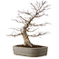 Acer palmatum, 45 cm, ± 20 years old, with a nebari of 15 cm