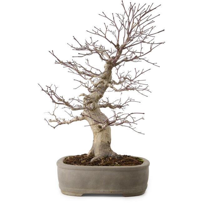 Acer palmatum, 45 cm, ± 20 ans, avec un nebari de 15 cm