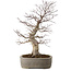 Acer palmatum, 45 cm, ± 20 ans, avec un nebari de 15 cm